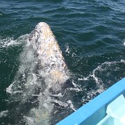IMG 0001 2 (305)